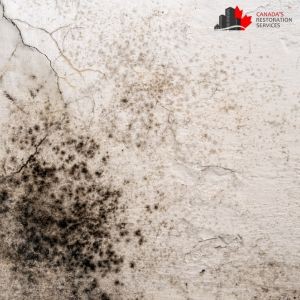 Is Your Crawl Space the Source of Your Mold Problems