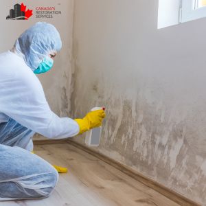 Mold Removal